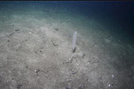 small sea whip or white sea pen 110  feet deep