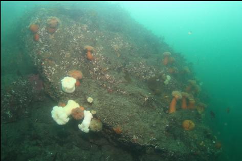 anemones at the tip of the point