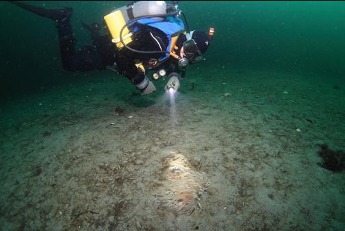 giant nudibranch