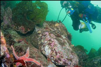 SEASTAR AND BOULDERS