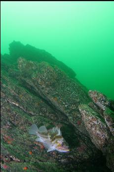 COPPER ROCKFISH