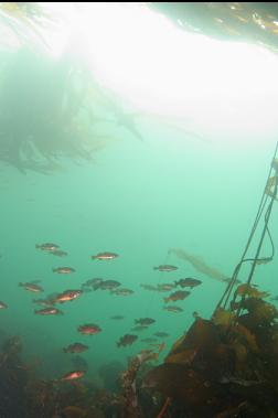 JUVENILE ROCKFISH IN KELP