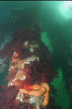 DUNGENESS CRAB AND SEASTAR ON PILING