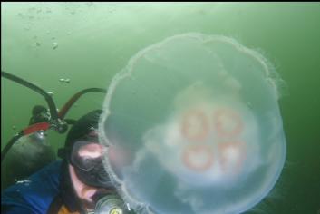 MONSTER MOON JELLY