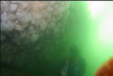 WALL OF PLUMOSE ANEMONES