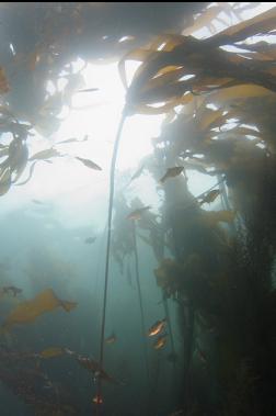 PERCH IN KELP