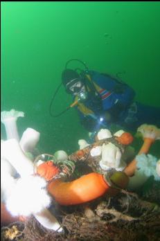 ANEMONES ON BOLLARD ON TOP OF DECK