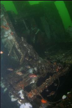 COPPER ROCKFISH AROUND REMAINS OF CABIN