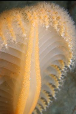 sea pen