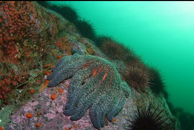 sunflower star and urchins at top of wall