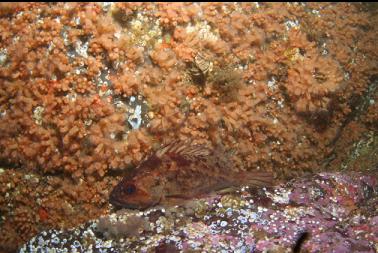 brown rockfish and zoanthids