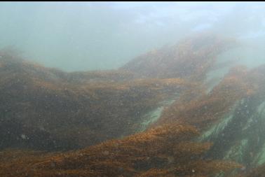 seaweed near surface