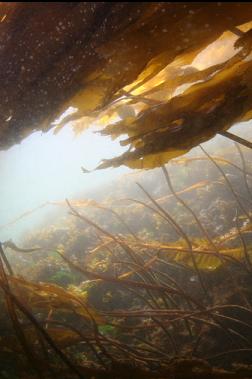 near surface on reef