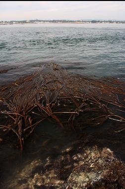 kelp near reef