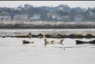 seals with Oak Bay in background