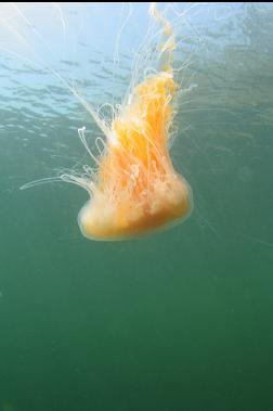 lions mane