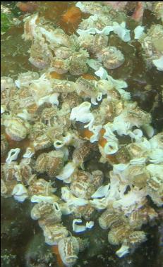 cropped close-up of nudibranchs laying eggs