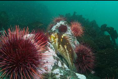 copper rockfish and urchins