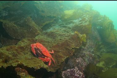 mating red rock crabs on kelp