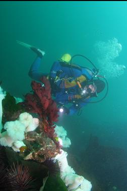 plumose anemones 