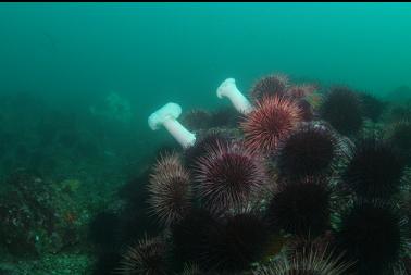 beginning of deeper reef