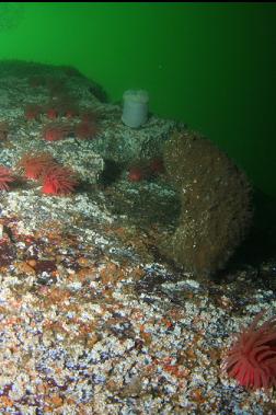 boot sponge and anemones