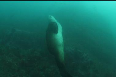 sealion swimming back to surface