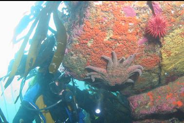 under shallow overhang on boulder