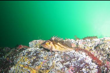 copper rockfish