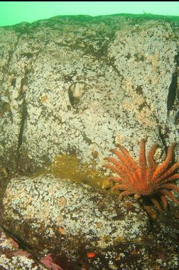 sunflower star under small overhang