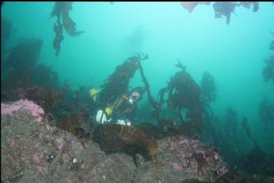 stalked kelp and silty reef