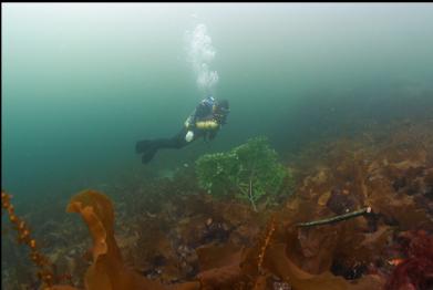 next to evergreen branch in shallows