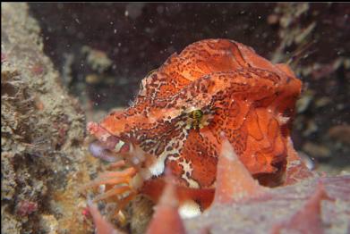 grunt sculpin