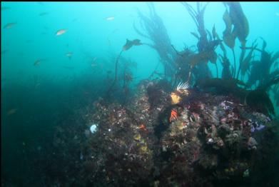 quillback rockfish on top of reef