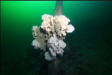 cloud sponge on cement pillar