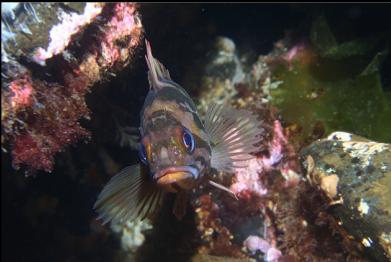 young copper rockfish