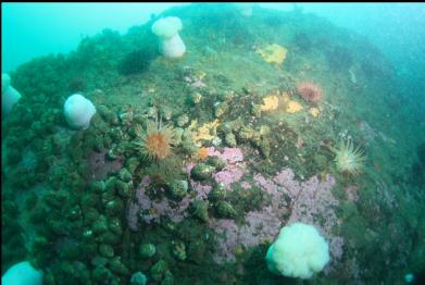 crimson anemones