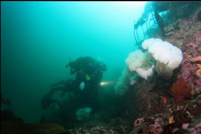 plumose anemones