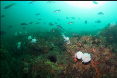 rockfish at base of slope