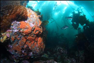 orange tunicates on boulder below kelp