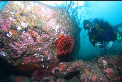 fish-eating anemone and urchins