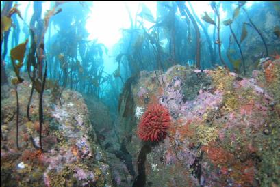 fish-eating anemone