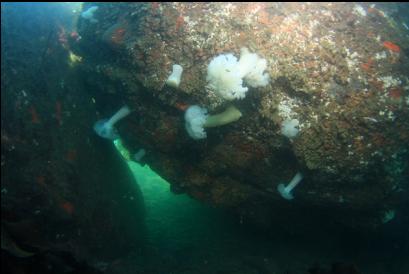 small tunnel under big boulder