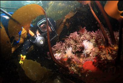 alabaster nudibranchs