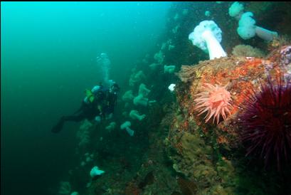 crimson anemone