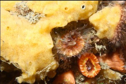 yellow sponge, cup corals and hydroids in upper right