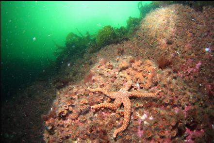 seastar at the top of the wall
