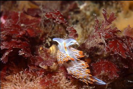 nudibranch