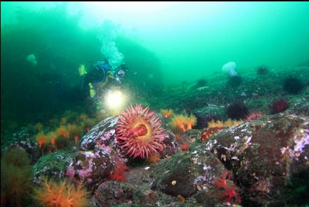 fish-eating anemone and orange burrowing cucumbers