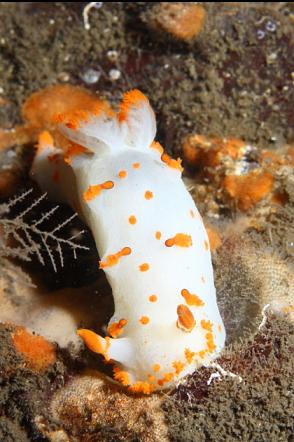 nudibranch